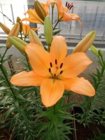 [5102 Montale VH No01.JPG]